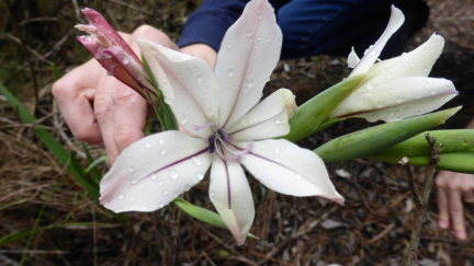 Gladiolus floribundus