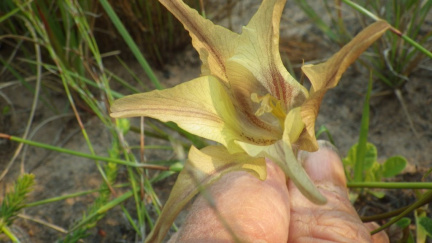 Gladiolus liliaceus