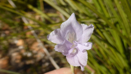 Gladiolus mutabilis