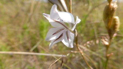 Gladiolus permeabilis