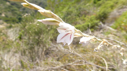 Gladiolus wilsonii