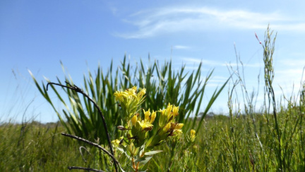 Gnidia styphelloides