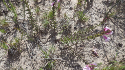 Graderia scabra