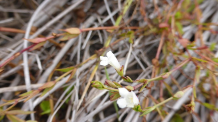Grammatotheca bergiana