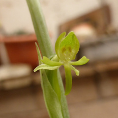 Habenaria arenaria(1)
