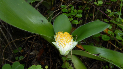 Haemanthus albiflos