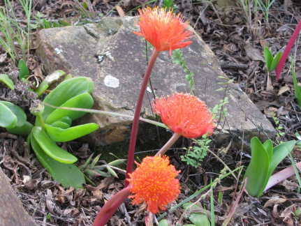 Haemanthus coccineus