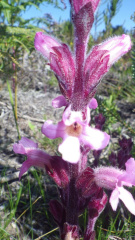 Harveya tubulosa