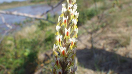 Hebenstretia integrifolia