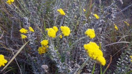 Helichrysum anomalum