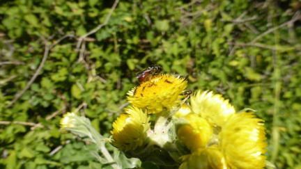 Helichrysum cooperi