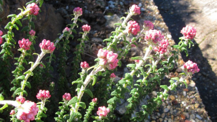 Helichrysum felinum