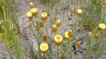 Helichrysum herbeceum