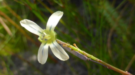 Heliophila elongata