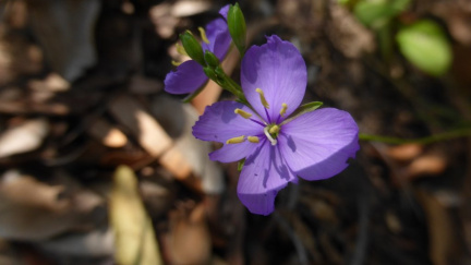 Heliophila subulata
