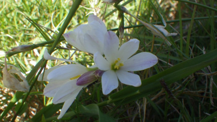 Hesperantha longituba