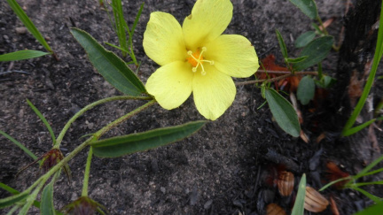 Hibiscus aethiopica