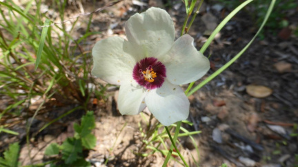 Hibiscus pusillus