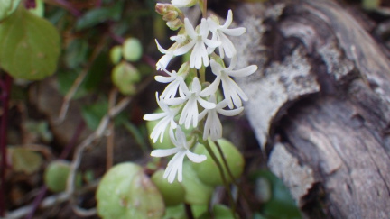 Holothrix parviflora