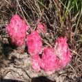 Hyobanche sanguinea