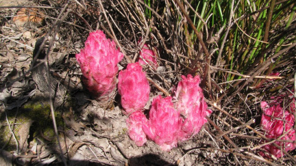Hyobanche sanguinea