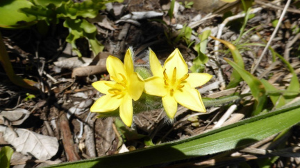 Hypoxis hemerocallidea