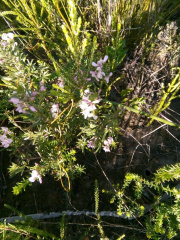 Indigofera denudata