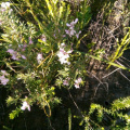 Indigofera denudata