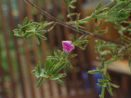 Indigofera sulcata