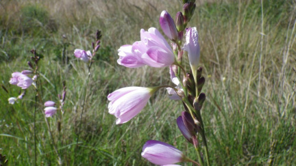 Ixia orientalis