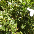 Jasminum angulare
