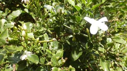Jasminum angulare