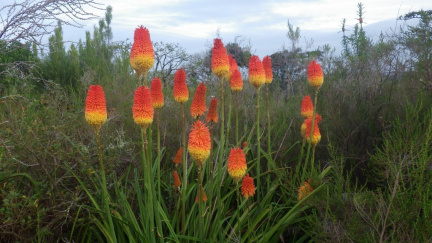 Kniphofia linearifolia