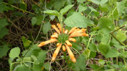 Leonotis ocymifolia
