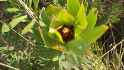 Leucadendron daphnoides