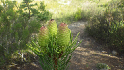 Leucadendron nobile
