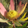 Leucadendron orientale