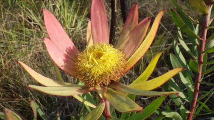 Leucadendron orientale