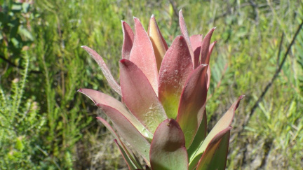 Leucadendron salignum