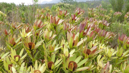 Leucadendron sessile
