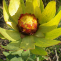 Leucadendron tinctum
