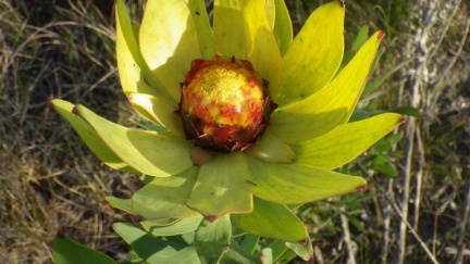 Leucadendron tinctum
