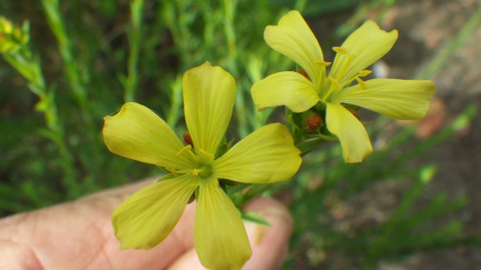 linum africanum