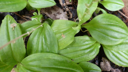Liparis remota