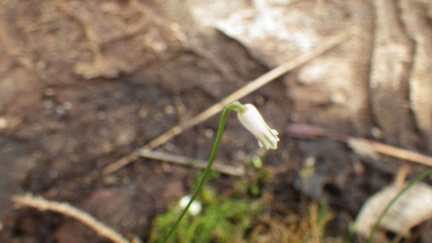 Litanthus pusillus = Drimia uniflora