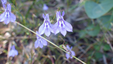 Lobelia flaccida
