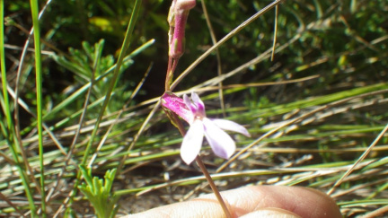 Lobelia tomentosa