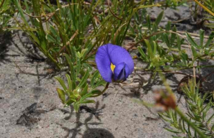 Lotononis azurea
