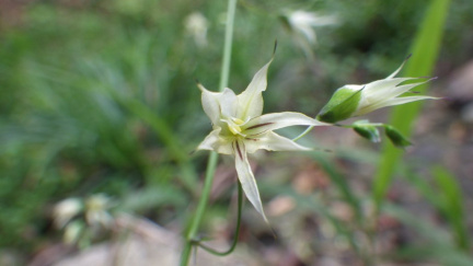 Melasphaerula graminea