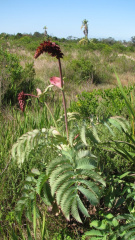 Melianthus major